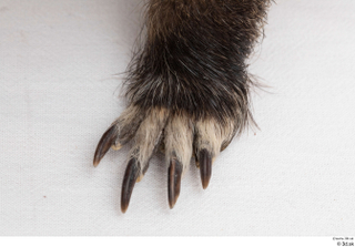 Nutria foot 0009.jpg